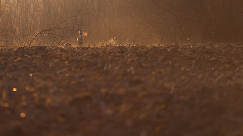 View of an animal on field