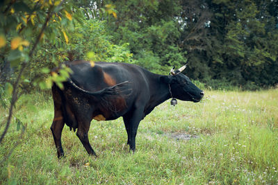 Horse standing in a field