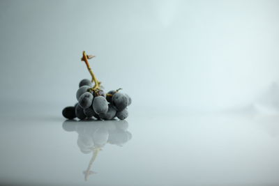 Close-up of grapes against white background