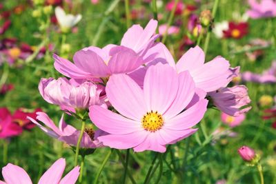 Close-up of pink flowering plant