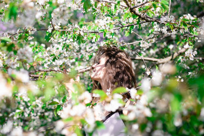 Close-up of a white flower on tree