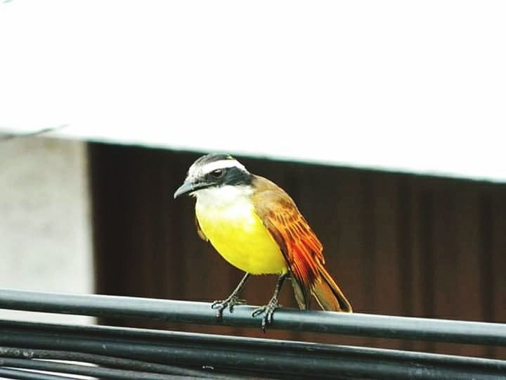 bird, animal themes, vertebrate, animal, animal wildlife, animals in the wild, perching, one animal, railing, no people, day, focus on foreground, metal, nature, close-up, outdoors, sky, looking, low angle view, copy space