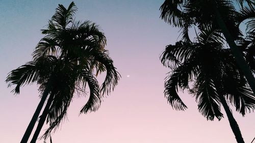 Low angle view of silhouette palm trees against clear sky