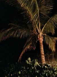 Low angle view of palm trees at night