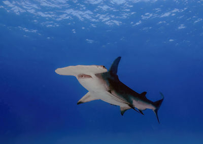 A great hammerhead - sphyrna mokarran - in bimini, bahamas