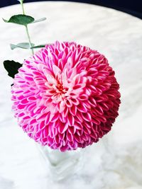 Close-up of pink flower