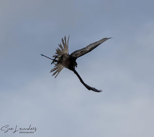 Low angle view of a bird flying