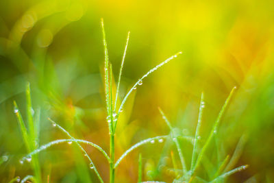 Close-up of wet plant