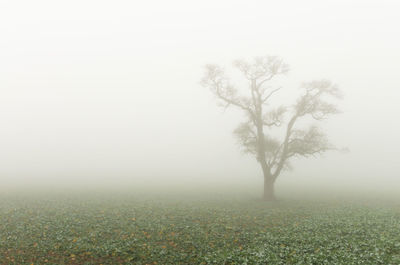 Trees on field against sky during foggy weather