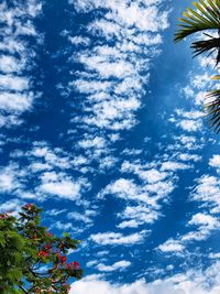 Low angle view of palm trees against blue sky