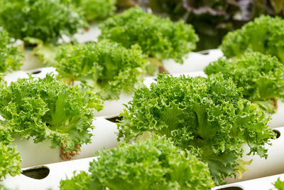 Close-up of vegetables on table