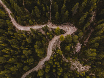 High angle view of trees in forest