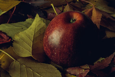 Close-up of apple on leaves