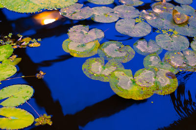 Close-up of water lily in lake