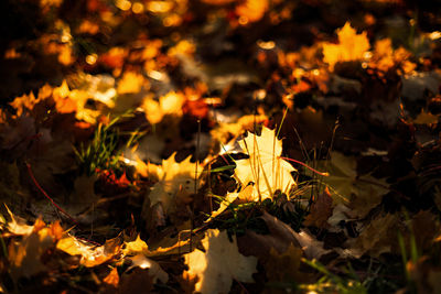 Close-up of yellow maple leaves on land