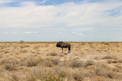 Wildebeest on grassy field against cloudy sky 