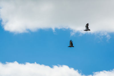 Low angle view of bird flying in sky