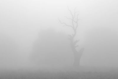 Silhouette bare trees on field against sky