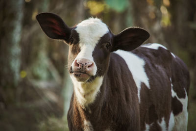 Close-up of cow on field