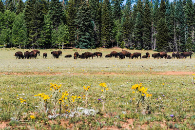 View of sheep on field