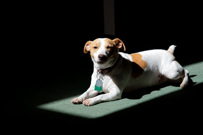 Portrait of dog relaxing against black background