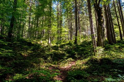 Pine trees in forest