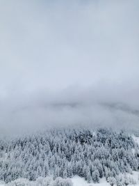 Snow covered plants against sky