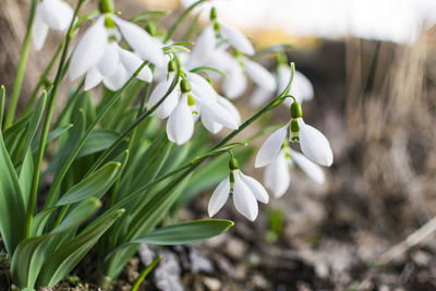 Close-up of white flowering plant