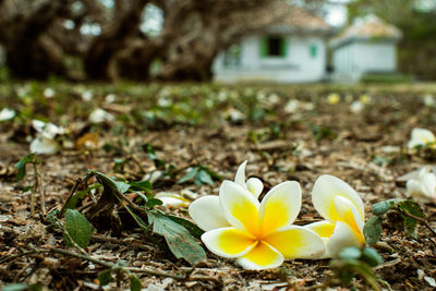 Close-up of crocus on field