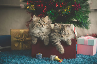 Portrait of cats in box against christmas decoration