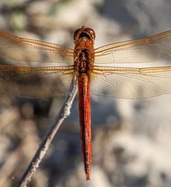 Close-up of dragonfly on plant