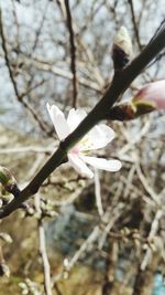 Close-up of white flower blooming on branch