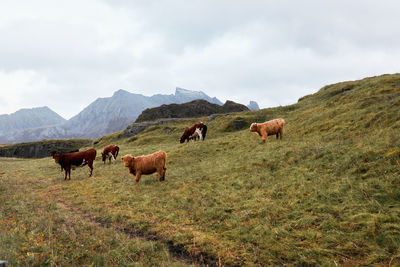 Cattle gazing on pasture in front of the mountains on lofoten islands in norway