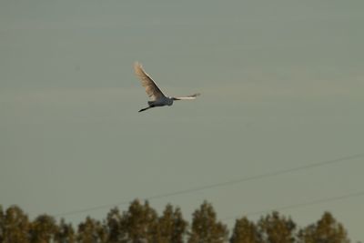 Low angle view of bird flying in sky