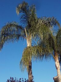 Low angle view of palm trees against clear sky