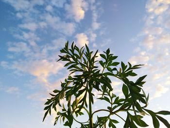 Low angle view of plant against sky