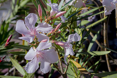 Close-up of white flowering plant