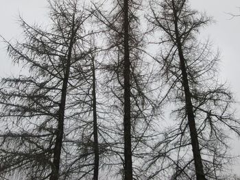 Low angle view of bare trees against sky