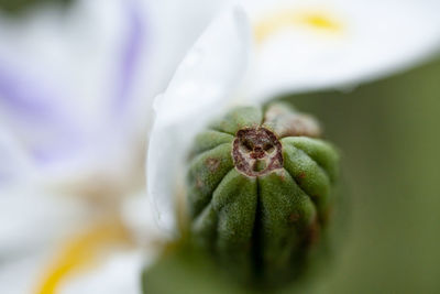 Close-up of purple flower on plant