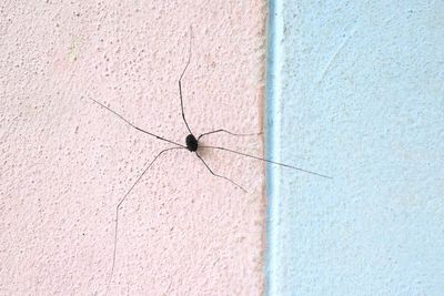Close-up of spider on wall