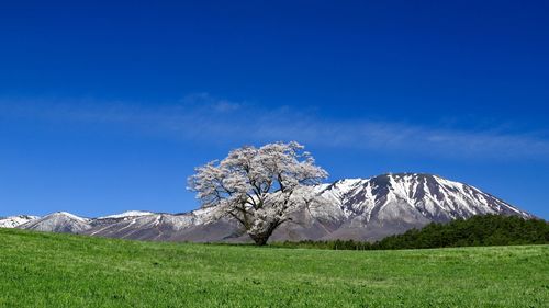 Scenic view of snowcapped mountain against blue sky