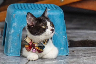 Close-up of a cat looking away