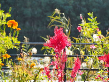 Close-up of red flowering plant