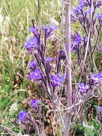 Close-up of purple flowers