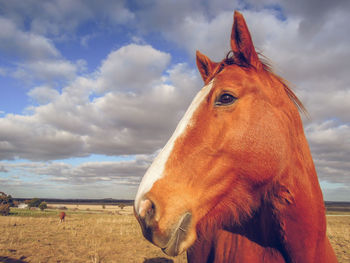 Close-up of a horse