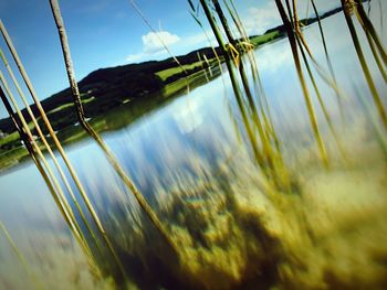 Close-up of grass by lake against sky