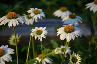 Close-up of flowers blooming outdoors