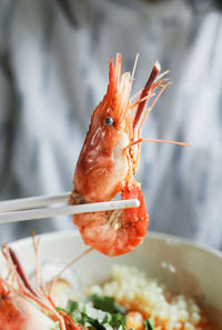 Close-up of a food in a plate