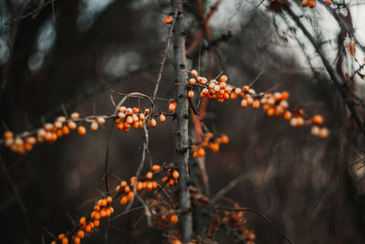 Close-up of berries growing on tree