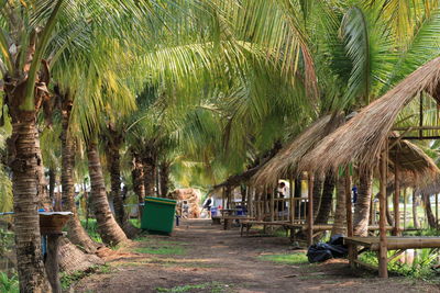 Panoramic shot of palm trees on beach